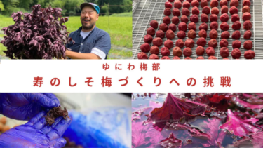 しそから自分たちで収穫！「寿のしそ梅」づくりへの挑戦