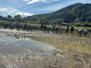 【綾部合宿レポ】田植え後の一大イベント。講師全員が◯◯◯◯に・・・！！