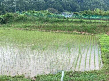 田んぼに植えた稲が育ってきました【ゆにわ農園】