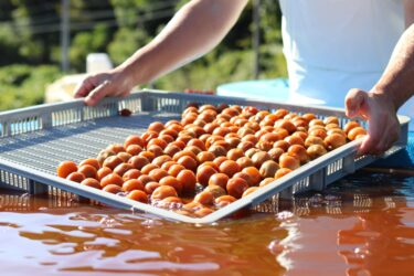 クエン酸たっぷり！体のコンディションを高めてくれるの特大梅干しを食べてみた